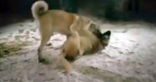K&ouml;pek D&ouml;v&uuml;ş&uuml;