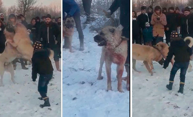 K&ouml;pek d&ouml;v&uuml;ş&uuml; - Konya