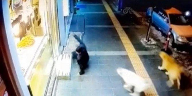 Sokak köpeklerinden kaçan gencin düşme anı - Kars