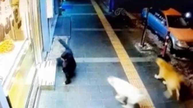 Sokak Köpeklerinden Kaçan Gençlerin Panik Anları Kamerada