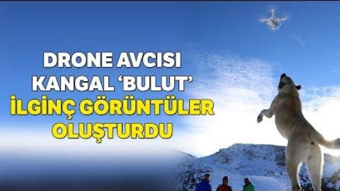 Drone Yakalamaya Çalışan Köpek Büyük İlgi Çekti