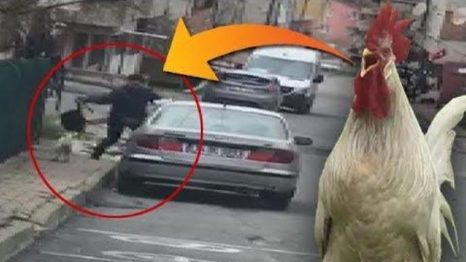 Gülme Garantili Haber: Horozun Gazabı Kamerada