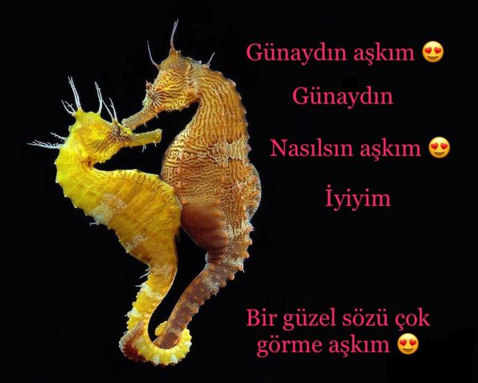 Doğum yapan erkek