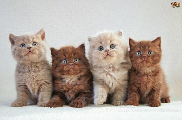 Kedi Mamalarında Olması Gereken Bir Vitamin: Taurin