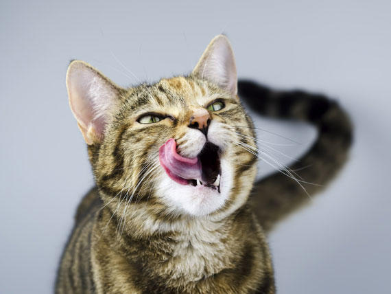 Kedi Mamalarında Olması Gereken Bir Vitamin: Taurin