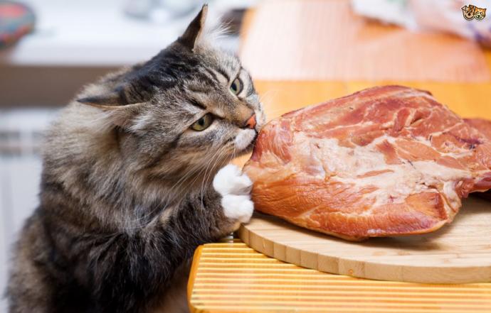Kedi Mamalarında Olması Gereken Bir Vitamin: Taurin