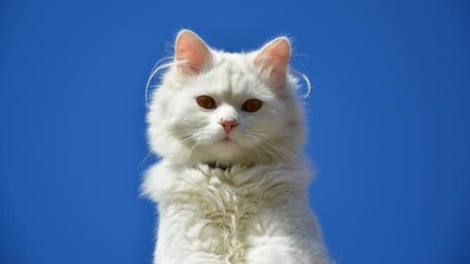 Kedi Mamalarında Olması Gereken Bir Vitamin: Taurin