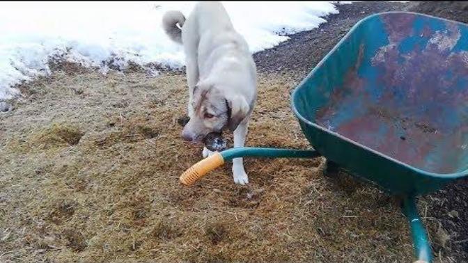 Anne Köpeğin Yavrusuna Son Görevi Duygulandırdı