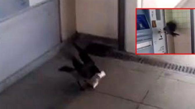 Görülmemiş Olay: İstanbul Kartı'na Yükleyeceği 200 lirasını Karga Kaptı!