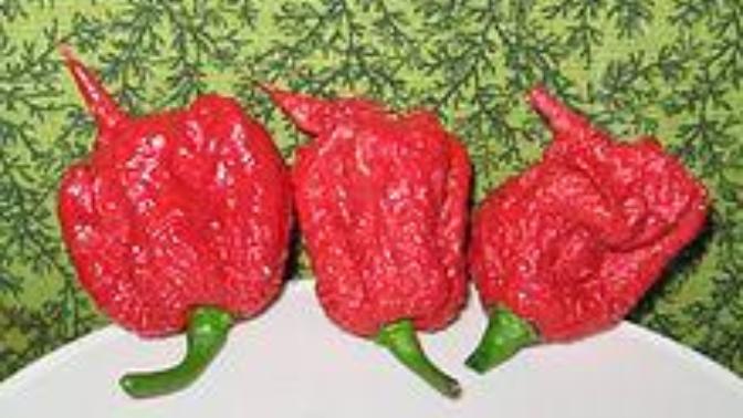 Dikkat! Isırmaya Bile Çalışmayın: Scoville Ölçeği ve Dünyanın En Acı 4 Biberi!