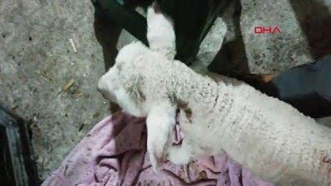 Bu Bir Mucize Olmalı: Kuzunun Sesini Duyanlar Kulaklarına İnanamadı!