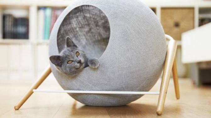Kuantum Evrenindeki Yolculuğumuza Minnoş Bir Kediyle Devam Etmeye Var mısınız: Schrödinger‘in Kedisi!
