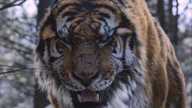 Kaplan Yemi Olmamak: Daeho / The Tiger