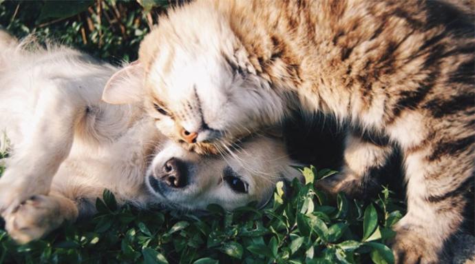 Shenzhende kedi ve köpek tüketimi yasaklandı