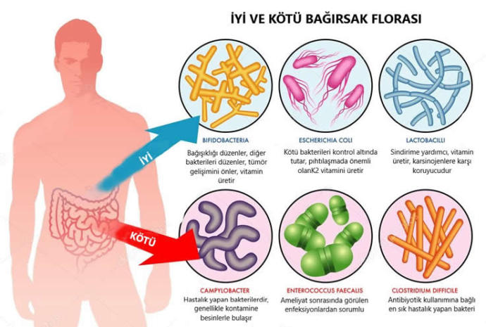 Vücudumuzun Tek Gerçeği̇: Mi̇krobi̇yota