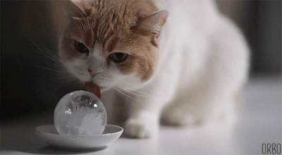 Kedinle Beraber #EvdeKal! Kedi Sahibi Olmanın Birbirinden Güzel 6 Özelliği