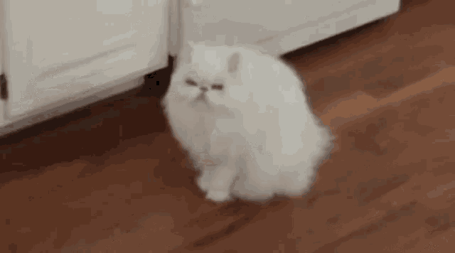 Kedinle Beraber #EvdeKal! Kedi Sahibi Olmanın Birbirinden Güzel 6 Özelliği