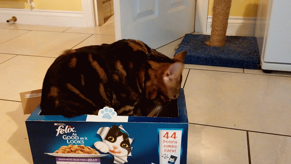 Kedinle Beraber #EvdeKal! Kedi Sahibi Olmanın Birbirinden Güzel 6 Özelliği