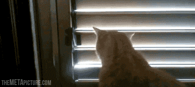 Kedinle Beraber #EvdeKal! Kedi Sahibi Olmanın Birbirinden Güzel 6 Özelliği