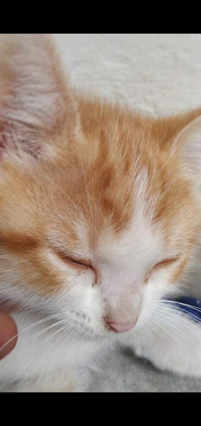 Kedinle Beraber #EvdeKal! Kedi Sahibi Olmanın Birbirinden Güzel 6 Özelliği