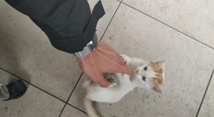 Kedinle Beraber #EvdeKal! Kedi Sahibi Olmanın Birbirinden Güzel 6 Özelliği