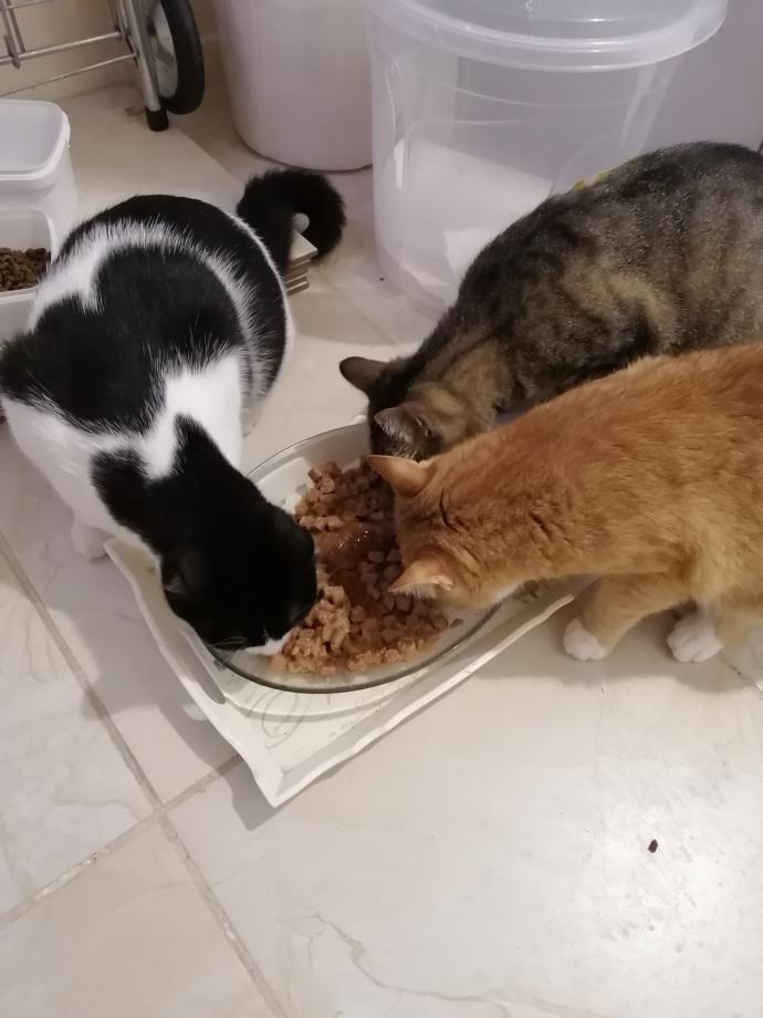 Kedinle Beraber #EvdeKal! Kedi Sahibi Olmanın Birbirinden Güzel 6 Özelliği