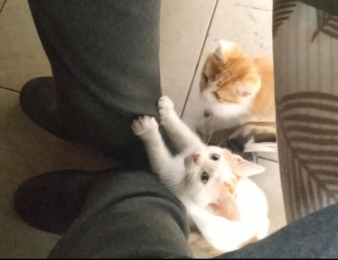 Kedinle Beraber #EvdeKal! Kedi Sahibi Olmanın Birbirinden Güzel 6 Özelliği