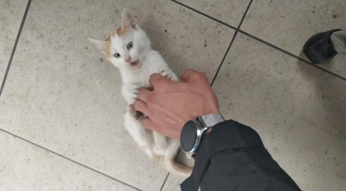 Kedinle Beraber #EvdeKal! Kedi Sahibi Olmanın Birbirinden Güzel 6 Özelliği