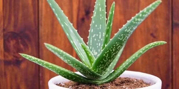 aloe vera yara iyileştiren bir mucizedir