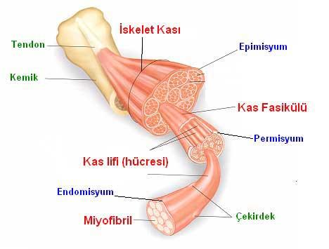 Vücut Geliştirmenin Temel Mantığı ve Çalışma Mekanizması