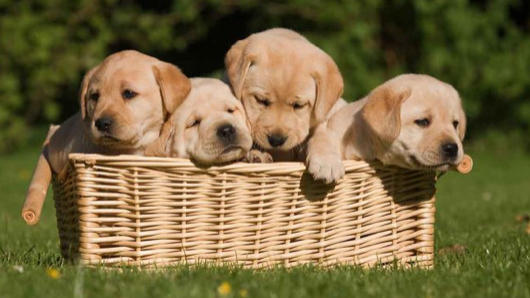 Onlar Evin Neşe Kaynağı! Yavru Köpekler Hakkında Bilinmesi Gereken 7 Temel Bilgi