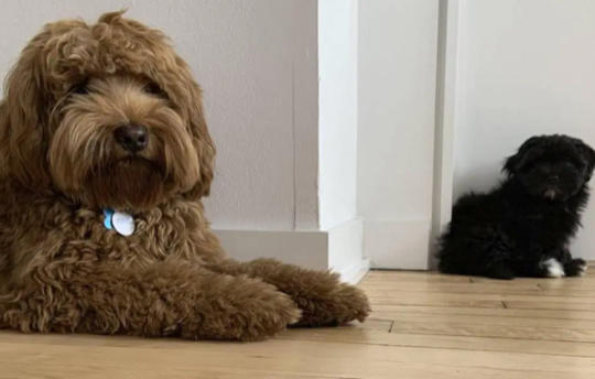 Onlar Evin Neşe Kaynağı! Yavru Köpekler Hakkında Bilinmesi Gereken 7 Temel Bilgi