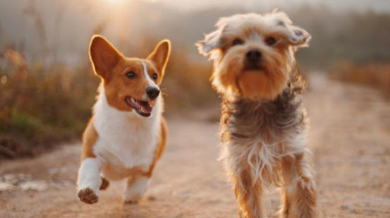 Onlar Evin Neşe Kaynağı! Yavru Köpekler Hakkında Bilinmesi Gereken 7 Temel Bilgi