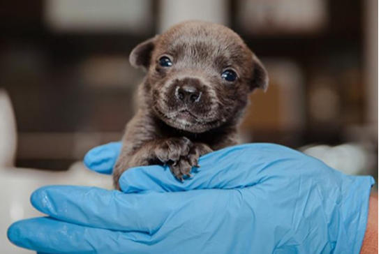 Onlar Evin Neşe Kaynağı! Yavru Köpekler Hakkında Bilinmesi Gereken 7 Temel Bilgi