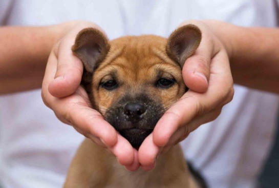 Onlar Evin Neşe Kaynağı! Yavru Köpekler Hakkında Bilinmesi Gereken 7 Temel Bilgi