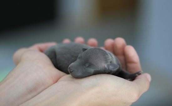 Onlar Evin Neşe Kaynağı! Yavru Köpekler Hakkında Bilinmesi Gereken 7 Temel Bilgi