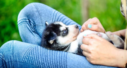 Onlar Evin Neşe Kaynağı! Yavru Köpekler Hakkında Bilinmesi Gereken 7 Temel Bilgi