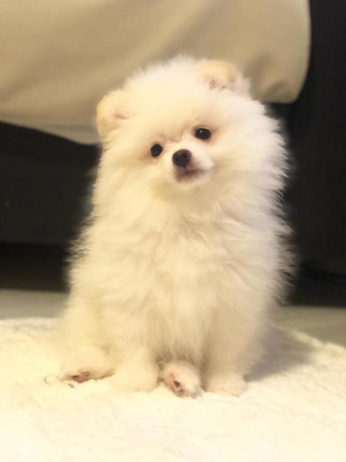 Onlar Evin Neşe Kaynağı! Yavru Köpekler Hakkında Bilinmesi Gereken 7 Temel Bilgi