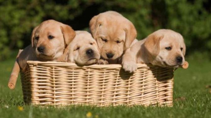 Onlar Evin Neşe Kaynağı! Yavru Köpekler Hakkında Bilinmesi Gereken 7 Temel Bilgi