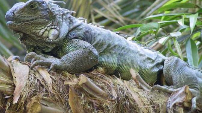 İguana bakımı nasıl yapılır?