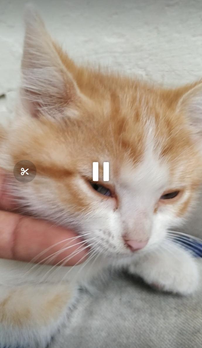 Kedinizin Size Sevgisini Gösteren 7 Davranış!