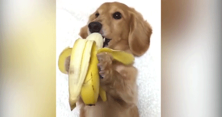Köpek Besleyenler Buraya: Köpeğinizin Yiyebileceği veya Yiyemeyeceği Meyveler