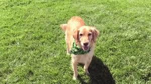 Köpek Besleyenler Buraya: Köpeğinizin Yiyebileceği veya Yiyemeyeceği Meyveler