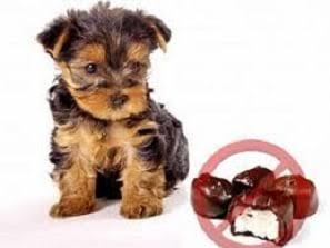 Köpek Besleyenler Buraya: Köpeğinizin Yiyebileceği veya Yiyemeyeceği Meyveler