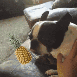 Köpek Besleyenler Buraya: Köpeğinizin Yiyebileceği veya Yiyemeyeceği Meyveler