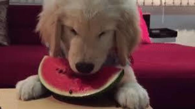 Köpek Besleyenler Buraya: Köpeğinizin Yiyebileceği veya Yiyemeyeceği Meyveler