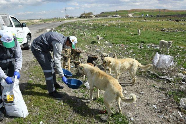 Sokak Hayvanlarını Beslerken Nelere Dikkat Etmeliyiz?