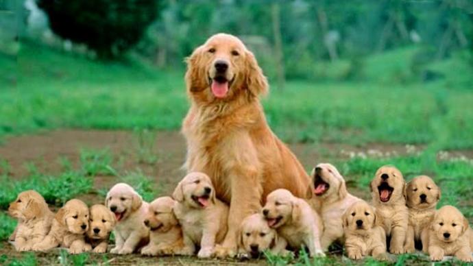 Çocuk ruhlu goldennn :)