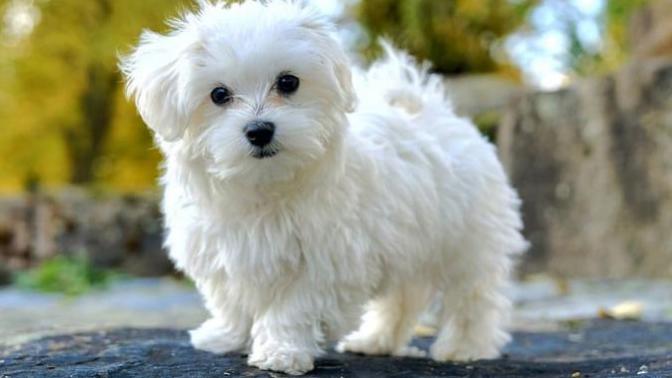 Evde Beslenecek Köpek Türleri 