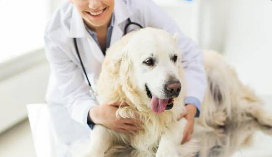 Köpeğim Kayboldu Ne Yapmalıyım?